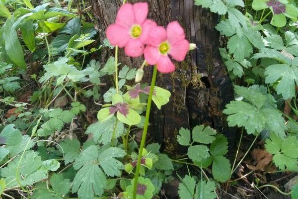 Four-leaf pink-sorrel