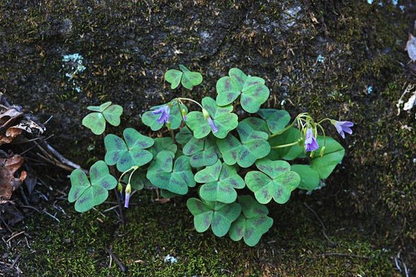Violet wood-sorrel