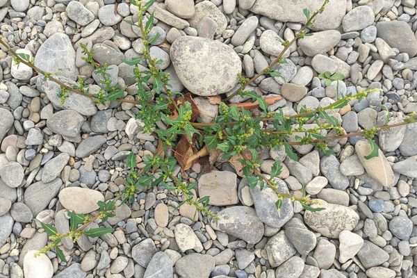 Oakleaf goosefoot