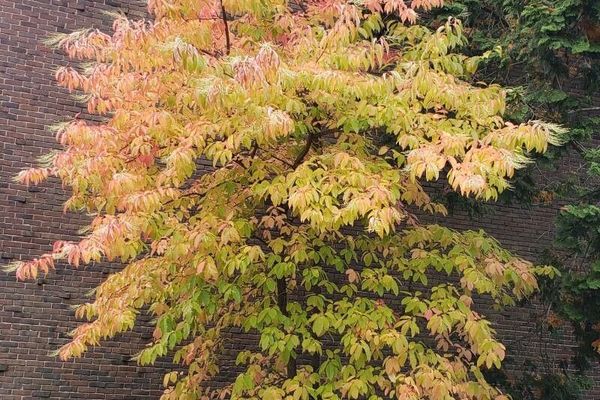 Sourwood