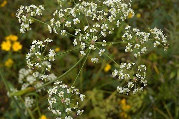 Cowbane