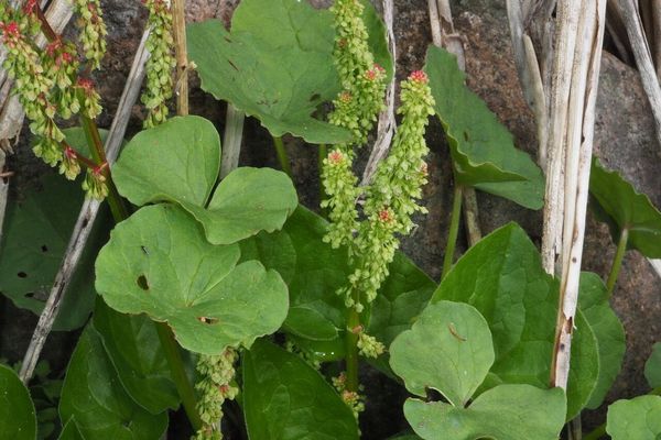 Alpine mountain-sorrel