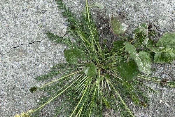Field locoweed