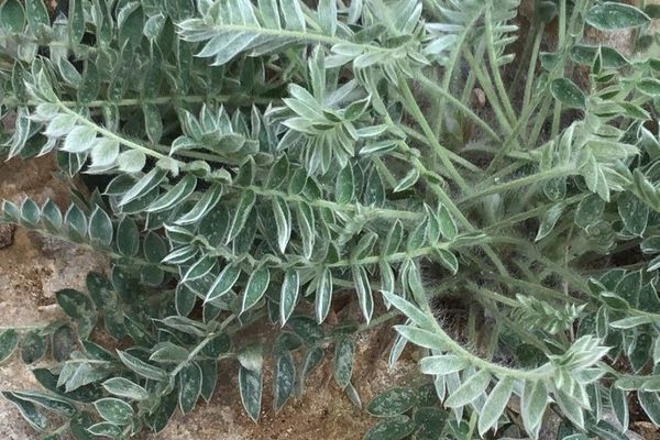 Haller's oxytropis