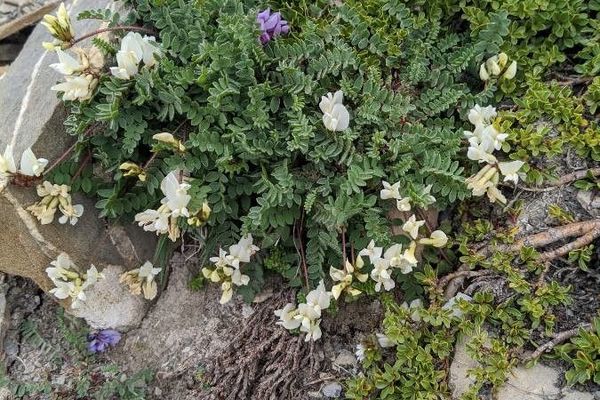 Oxytropis helvetica