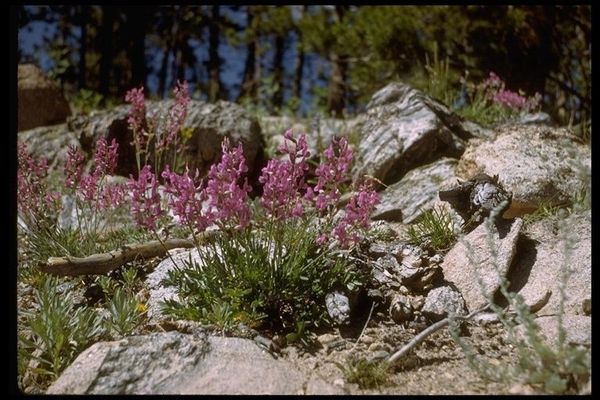 Purple locoweed