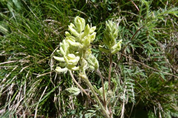 Downy-beaked oxytropis