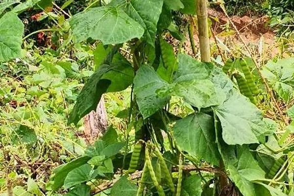 Yam-bean