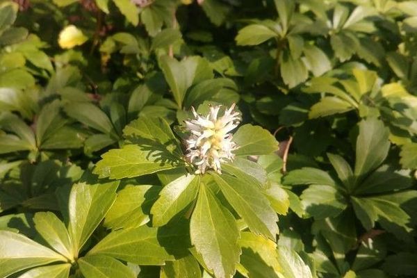 Japanese pachysandra