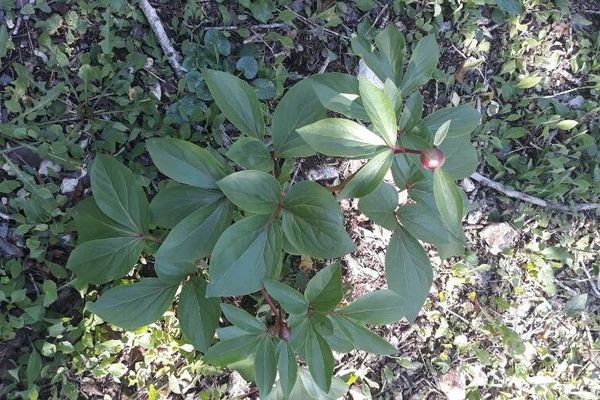 Paeonia broteri