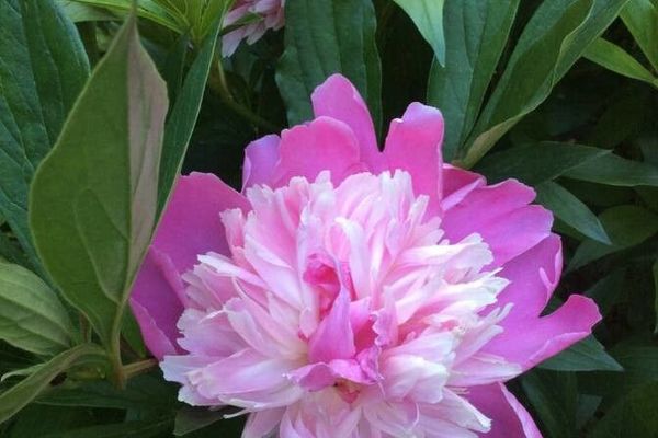 Common peony
