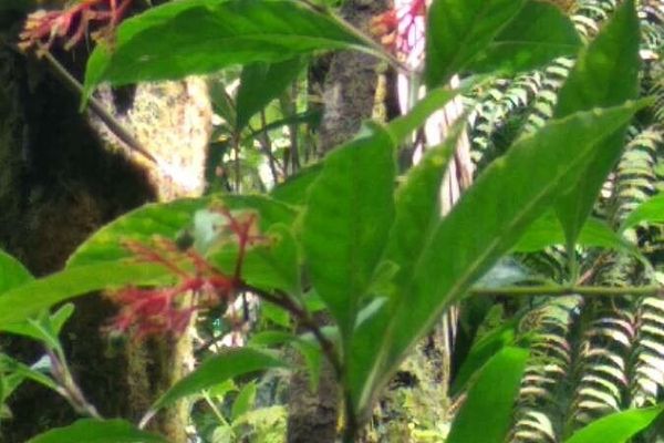 Red cappel