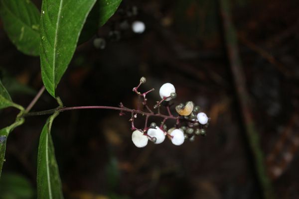Nodding wild coffee