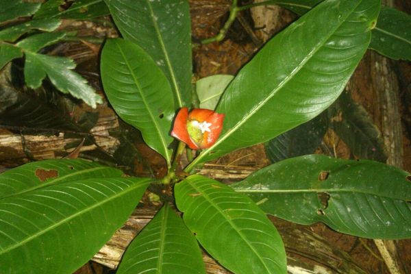 Palicourea elata