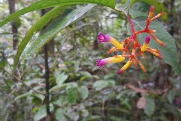 Palicourea marcgravii