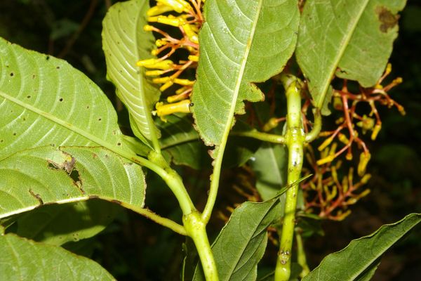 Palicourea padifolia