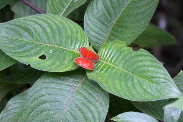 Sore-mouth-bush