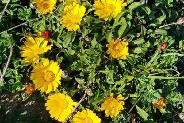 Golden coin daisy