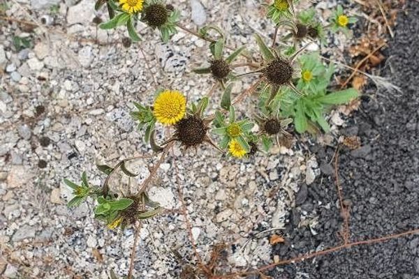 Spiny golden star