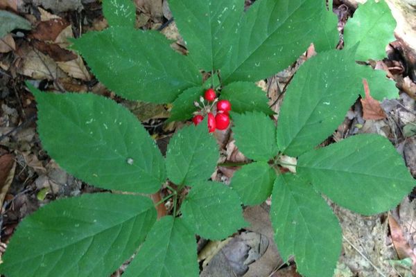 American ginseng