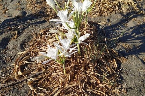 Sea-daffodil