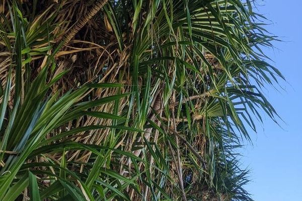Tahitian screwpine