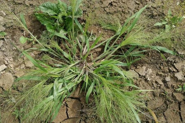 Old-witch grass