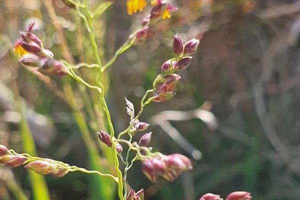 Klein grass