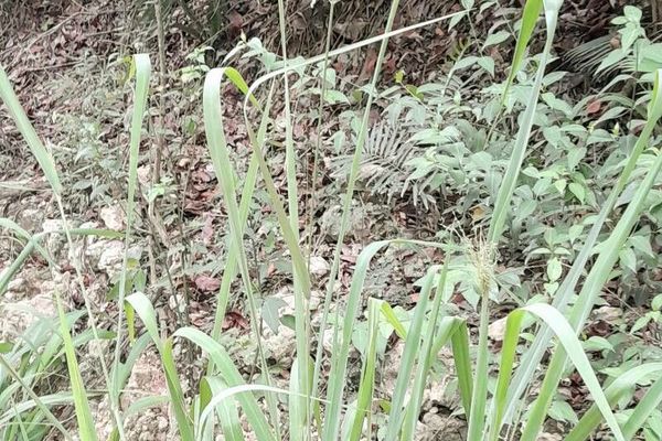 Elephant grass