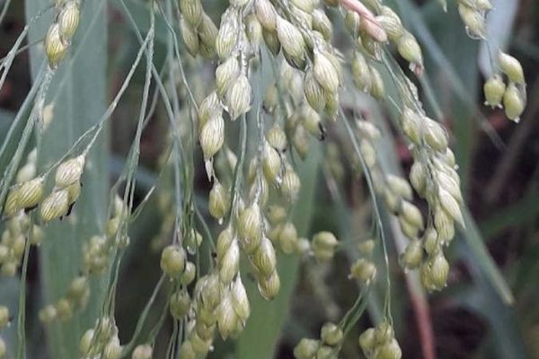 Common millet