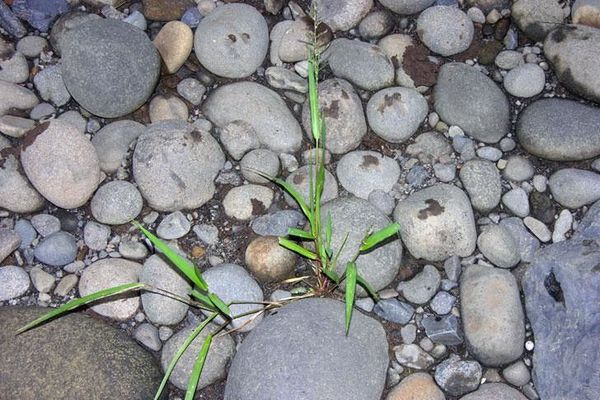 Panicum pilosum