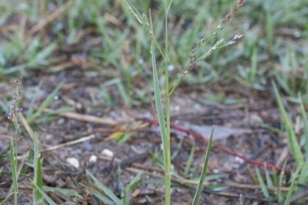 Couch panicum