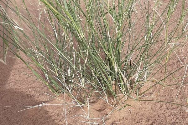 Desert grass