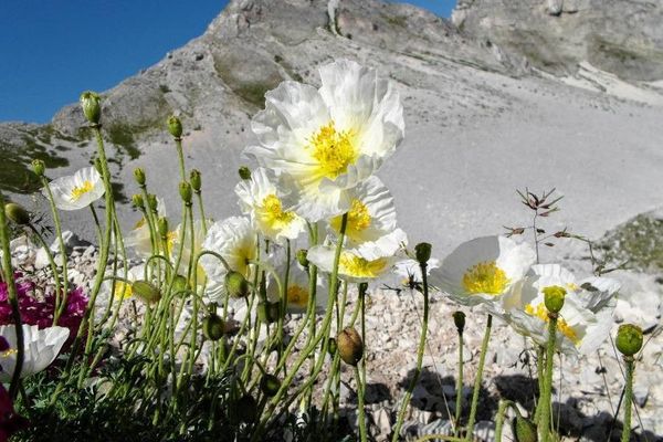 Austrian poppy