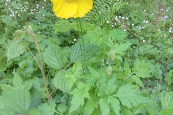 Poppy