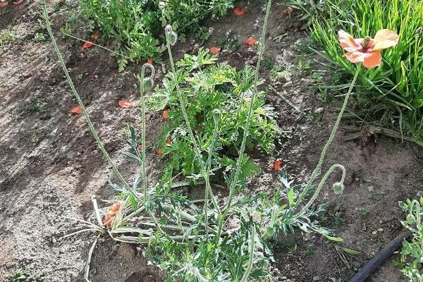 Long-head poppy