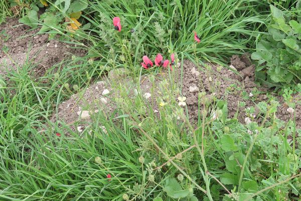 Rough poppy