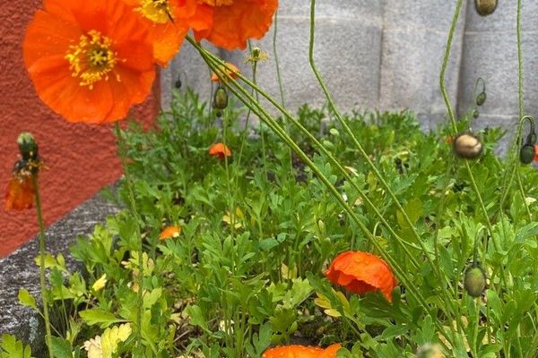 Arctic poppy