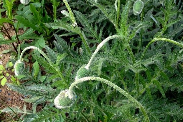 Oriental poppy