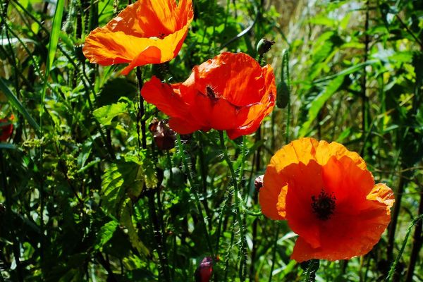 Shirley poppy