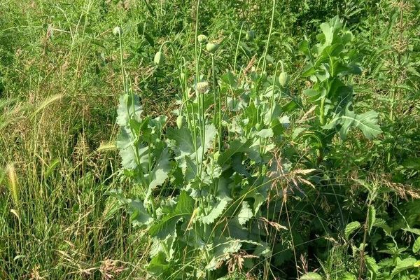 Oilseed poppy