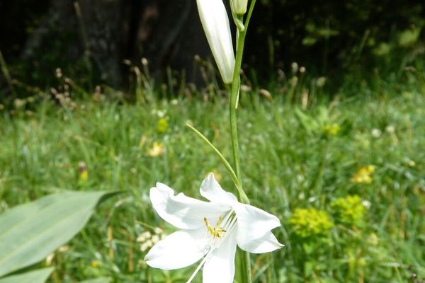 St. bruno's lily