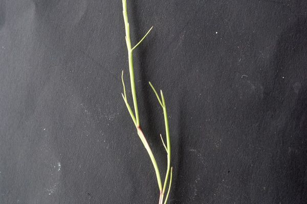 Parapholis filiformis