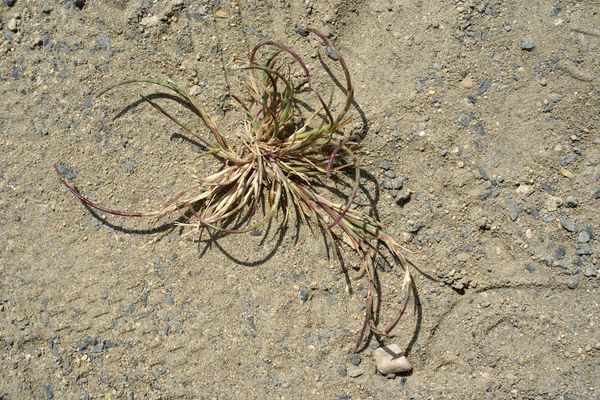 Curved sicklegrass