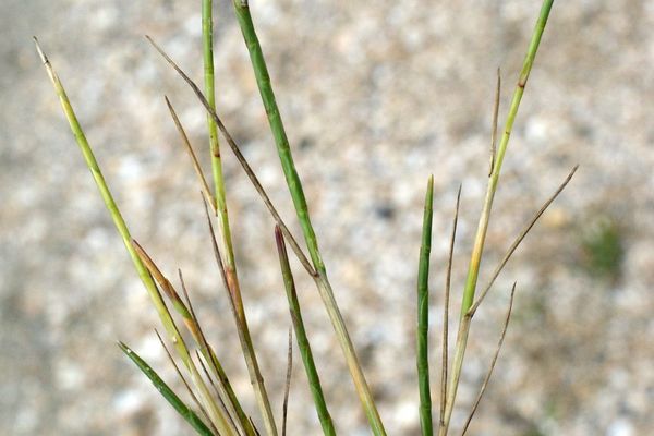 Strigose sicklegrass