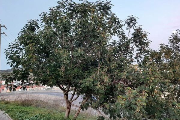 Australian albizia