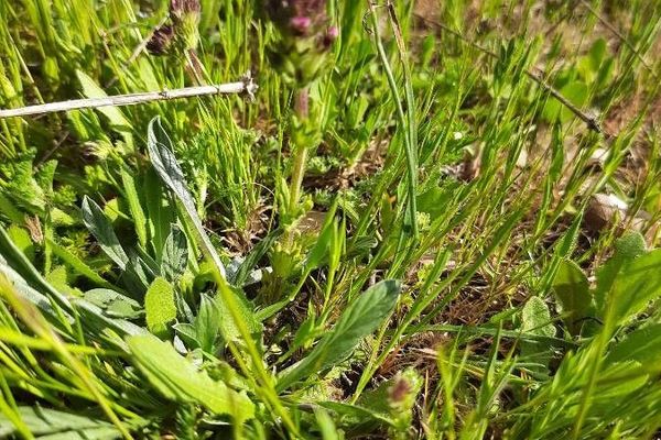 Broadleaf glandweed