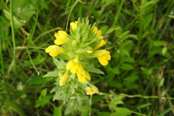 Sticky-bartsia