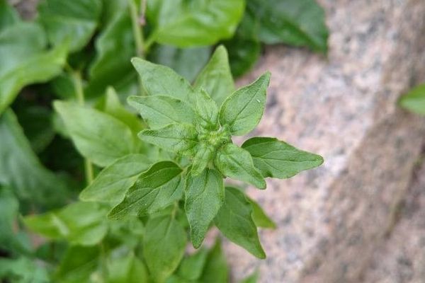 Mediterranean pellitory-of-the-wall