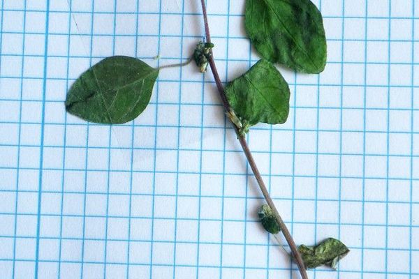 Mediterranean pellitory-of-the-wall